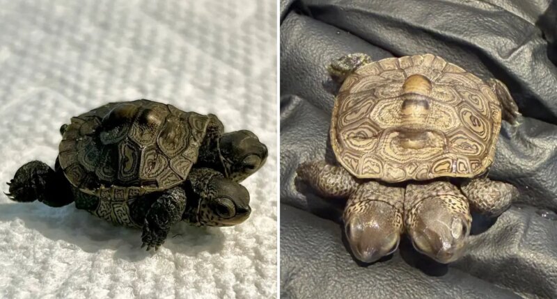 'Especially rare' two-headed baby turtle found in Massachusetts