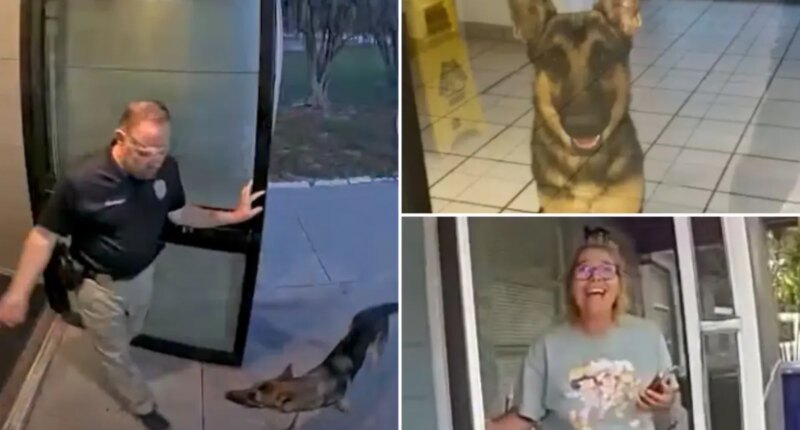 Florida lost dog ‘reports himself missing’ at Tampa police station, reunites with tearful owner