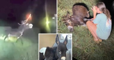 Footage shows Georgia cop shoot donkey HeeHaw