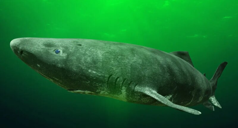 Greenland fishermen want to cull 1,000 sharks that can live over 400 years with $45 per heart bounty