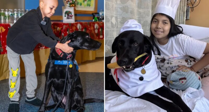 How dogs at NYC hospitals are helping heal sick kids