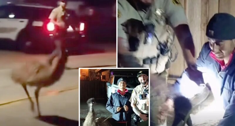 Loose emu causes traffic chaos in California as deputies chase runaway bird