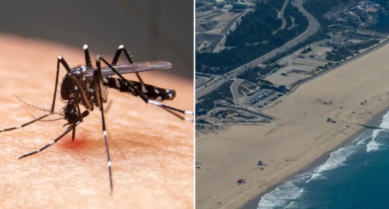 Los Angeles is the most mosquito infested city in America