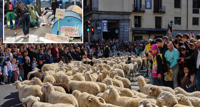 Madrid festival reroutes thousands of sheep to avoid housing protest camp