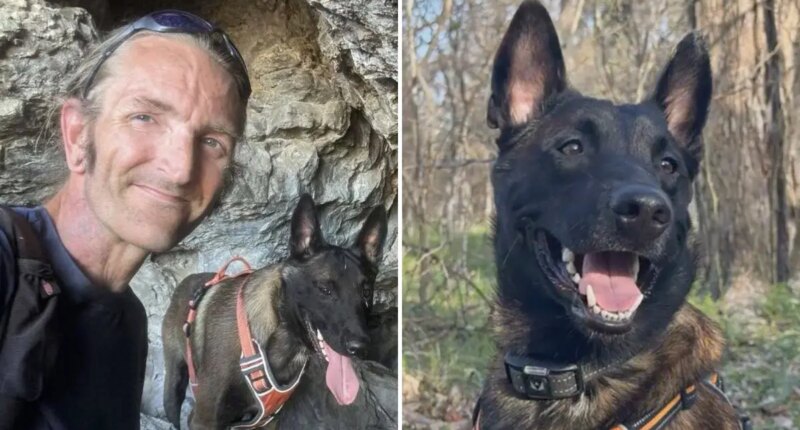 Major the Malinois faces death as owner has just days to convince judge to spare dog from euthanasia