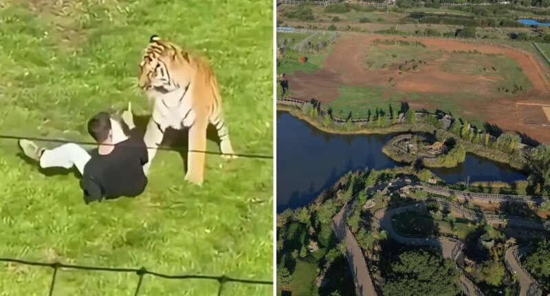 Man fatally mauled by tiger prayed, bowed down to giant cat inside UK wildlife enclosure after stranger tried to pull him back