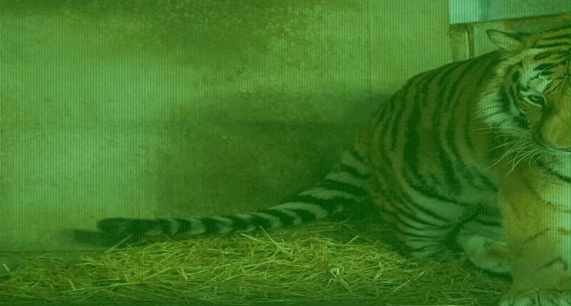 Man mauled to death by tiger 'danced before climbing into enclosure'