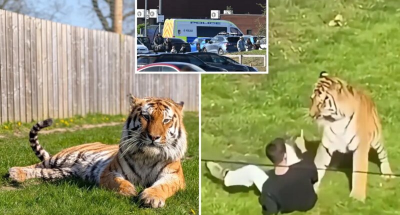 Man mauled to death by tiger was happily dancing, posing for pics with the animal before he jumped into UK wildlife enclosure