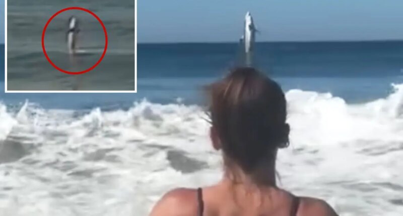 Marina State Beach visitors capture shocking great white shark breach