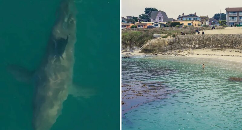 Monterey Bay shark activity prompts warning at Lovers Point