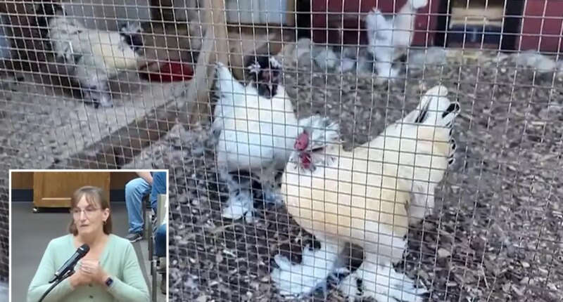 NJ Brick Township bans roosters after residents cry fowl over noise