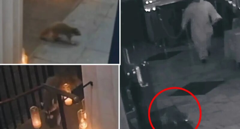 NYC's catholic raccoon? Critter marches into Greenwich Village church during special mass