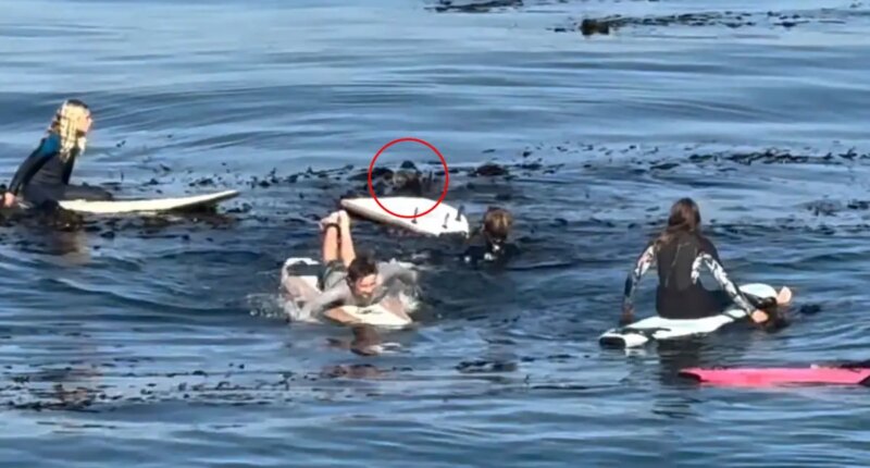 Otter gets in tense standoff with young surfers off California coast