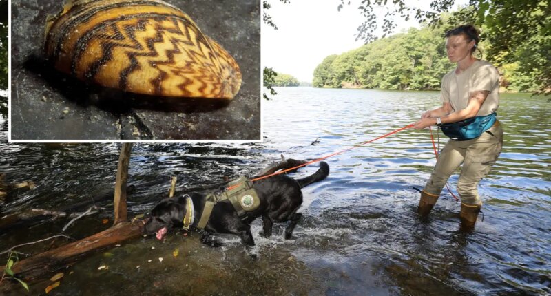 Reservoir dogs are protecting NYC's water supply from invasive species