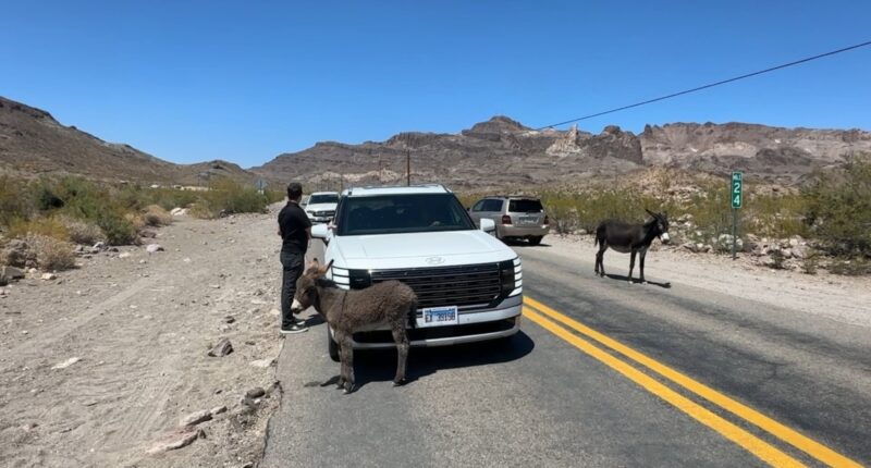 Rugged Route 66: Twisty switchbacks lead to wild burros in former gold mining town in Arizona; Ryan Chiaverini in Oatman, Kingman