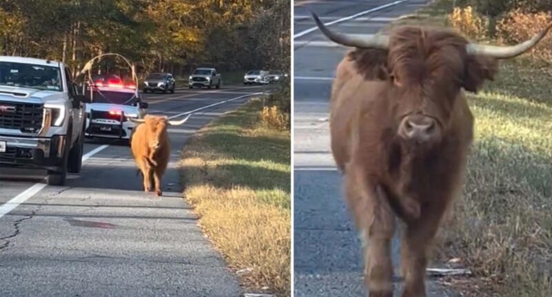 Runaway cow sparks police chase through NY town