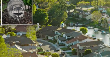 Second rabid raccoon sparks exposure warning in LA County