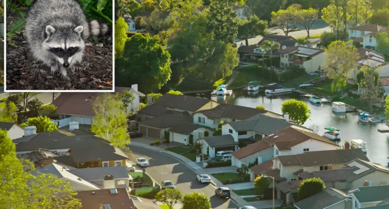 Second rabid raccoon sparks exposure warning in LA County