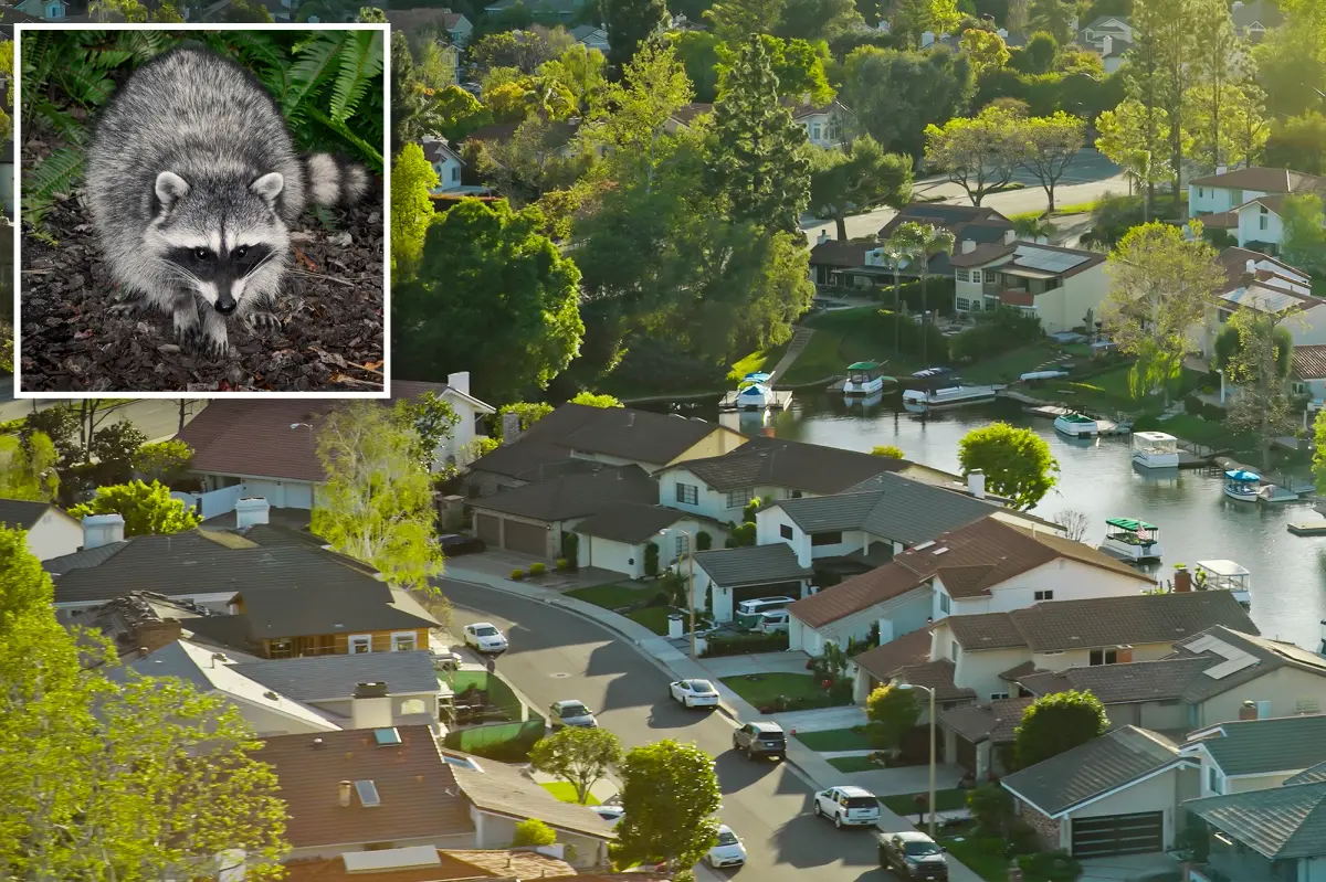 Second Rabid Raccoon in LA County Triggers New Exposure Warning