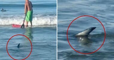 Shark swims dangerously close to surfers at El Porto Beach in Southern California