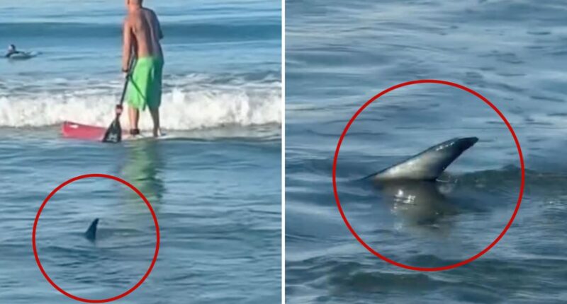 Shark swims dangerously close to surfers at El Porto Beach in Southern California