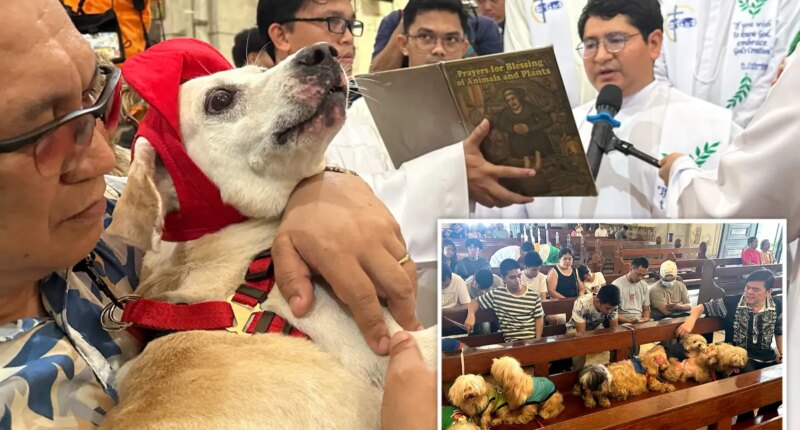 St. Francis feast day draws dogs and cats to Philippines church