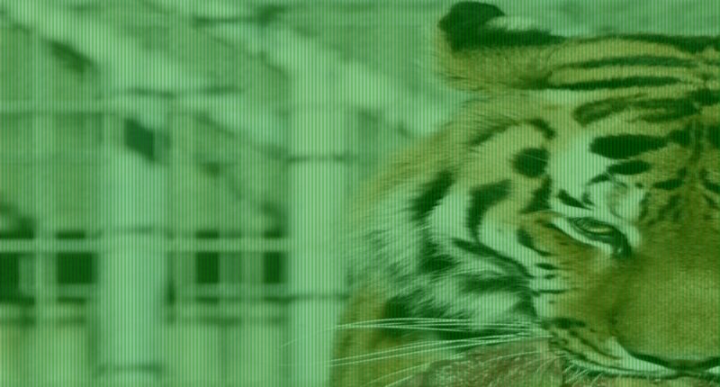 Tiger is seen for first time since man mauled to death as zoo reopens