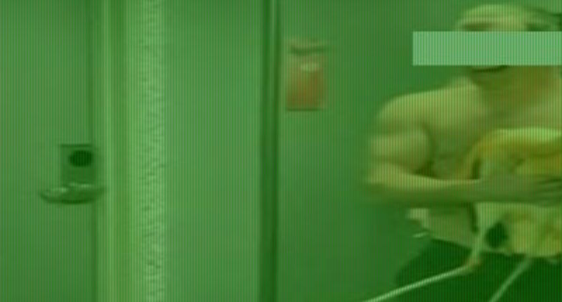 Tourist admits to drinking before stealing flamingo from Vegas casino