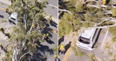 Tree comes crashing down on minivan i9n Santa Clarita