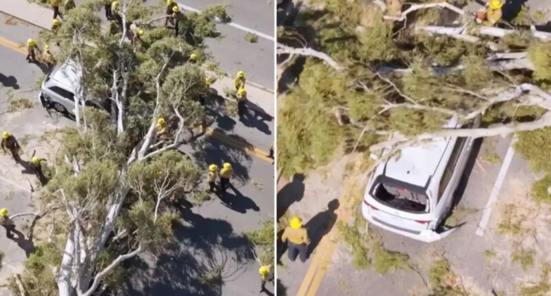 Tree comes crashing down on minivan i9n Santa Clarita 