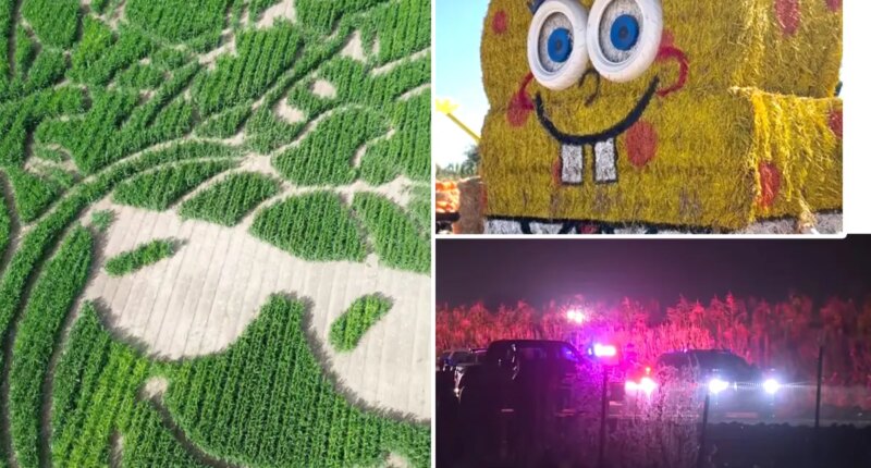 Two stabbed inside massive Dixon, California corn maze