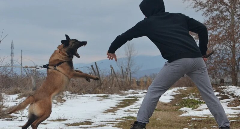 US dog bite danger zones and NYC borough with worst odds of being bit revealed