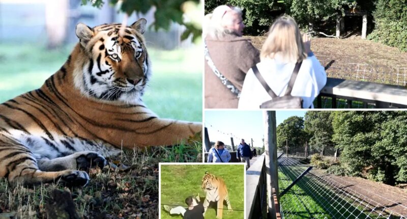 Visitors flock to see tiger that mauled ex-child actor to death as enclosure finally reopens