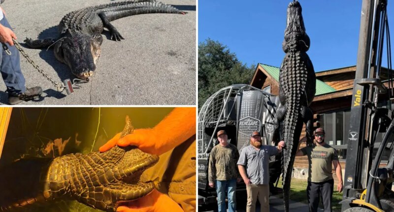 Whopping 844-pound alligator named Snaggletooth finally caught after hunter's 4-year quest