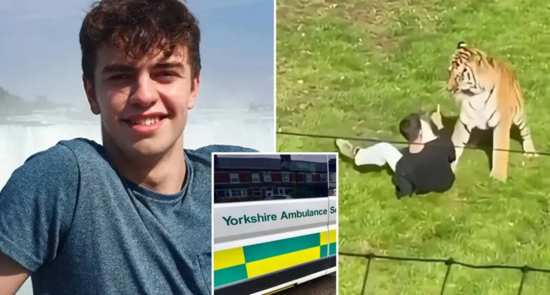 William Chapman’s medical records viewed by UK ambulance staff after fatal tiger mauling: report