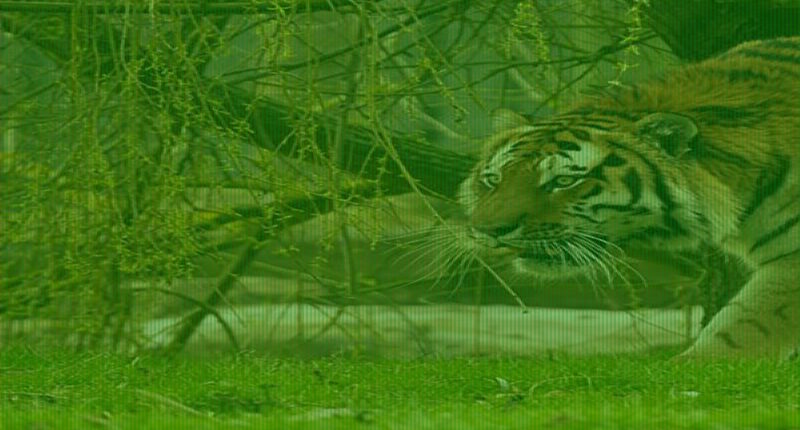 Witnesses say tiger victim 'was praying and bowing' to the animal