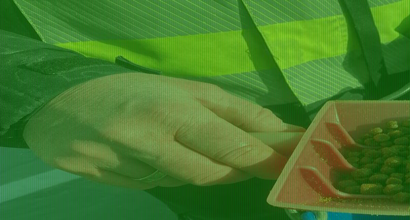 Would YOU eat chicken-fed salmon? Fish raised on poultry bones and brains could soon be sold in British supermarkets - but sceptics call the idea 'unnatural and disgusting'