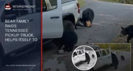 Bear Family Raids Tennessee Pickup Truck, Helps Itself to Six-Pack of Beer