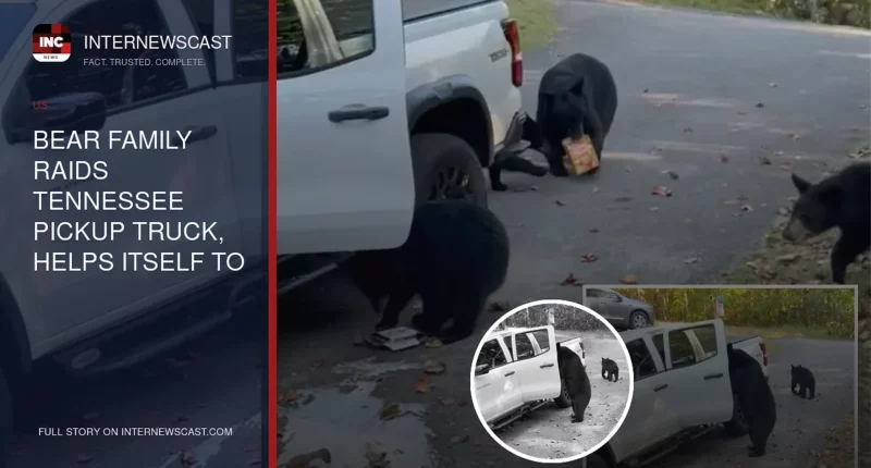 Bear Family Raids Tennessee Pickup Truck, Helps Itself to Six-Pack of Beer